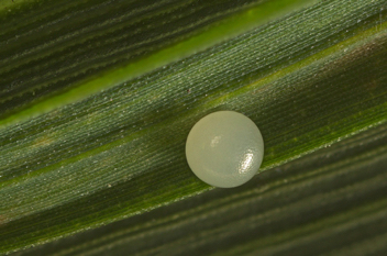 Carolina Satyr egg